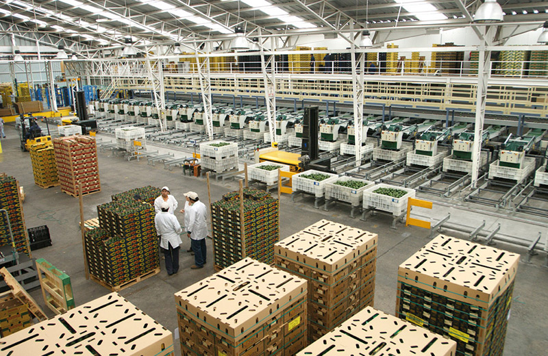 Interior de la planta de packing de Propal con pallets de fruta lista para exportar